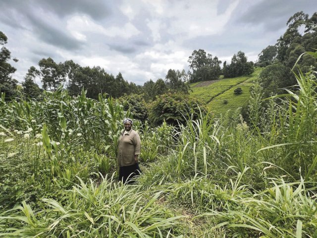 Lucy Muigai wagte die Umstellung auf biologische Landwirtschaft: Die Erträge auf ihren Feldern stiegen.