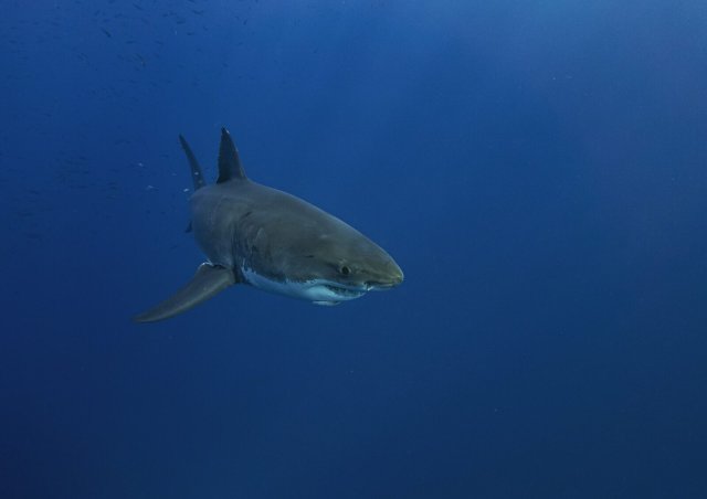 Der Riesenwuchs geschützter Haie ist wohl ein PR-Mythos.