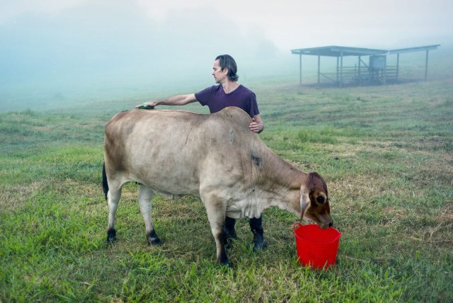Auch Kühe wollen gern gekrault und gebürstet werden: Lawrence Fox mit Therapie-Rind
