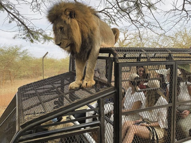 Auf Safari in der Löwenaufzuchtstation »Ranch de Bandia Wildlife Park«