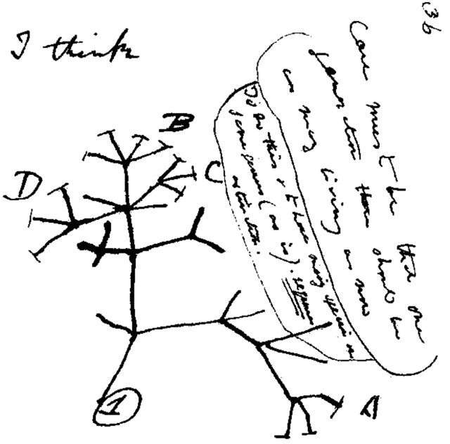 Charles Darwins erste Skizze seiner Evolutionstheorie aus dem Jahre 1837. Franco Moretti fragte sich, ob sichLiteratur vergleichbar entwickelte.