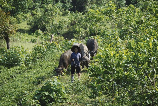 Das Wasserkraftwerk macht in Zentralvietnam den Wasserbüffeln das Land streitig.