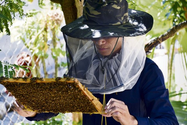 Die Zucht von Waldbienen verspricht ein stabiles Einkommen.