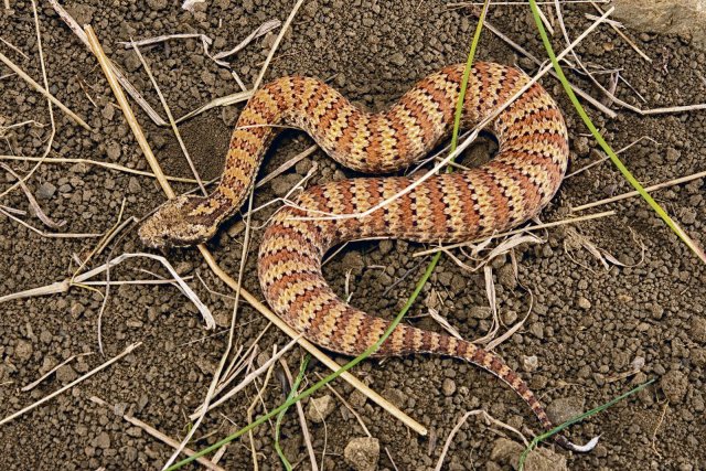 Zu den untersuchten Schlangen zählt die in Australien vorkommende Todesotter