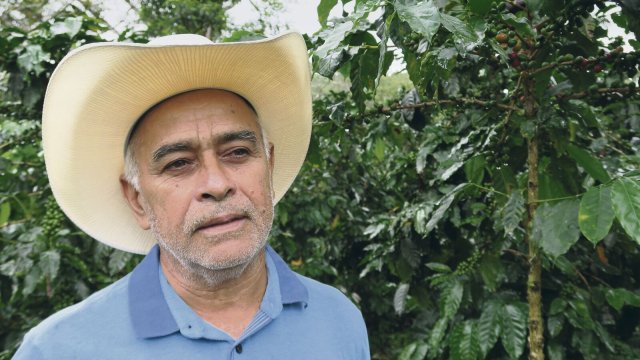 Rinconcito heißt die Kaffeefarm von Abel Donis Solares. Der 64-jährige baut Kaffee auf sieben Manzhanas, umgerechnet 5,2 Hektar an und muss deutlich mehr Arbeit und Agrar-Inputs in seine Kaffeefarm investieren. Ein wesentlicher Grund ist der Klimawandel, der dazu führt, dass Schädlinge, vor allem Pilze, zunehmen und die Ernte im letzten Jahr um rund 30 Prozent einbrach. Dieses Jahr sieht die Ernte vielversprechend aus. Foto Knut Henkel 2022 Guatemala Kooperative Nuevo Sendero in Sa n Rafael de los Flores.