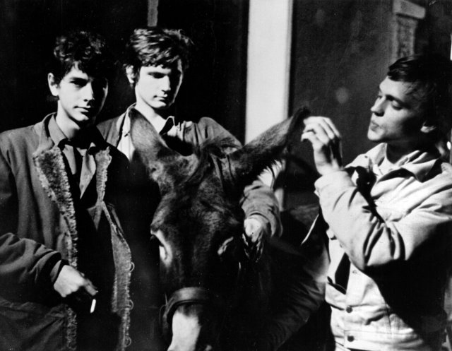 Muss viel erdulden: Der Esel Balthazar aus Robert Bressons Film »Zum Beispiel Balthazar« (1966).