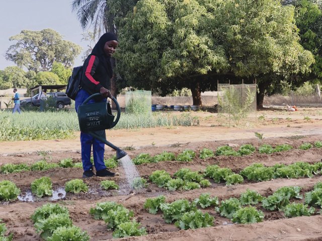Nicht alle Pflanzen können in der Erzeuger­gemeinschaft im Senegal mittels Solarpumpen versorgt werden. Die empfindlichen Salatpflanzen müssen auch weiterhin per Hand gegossen werden.