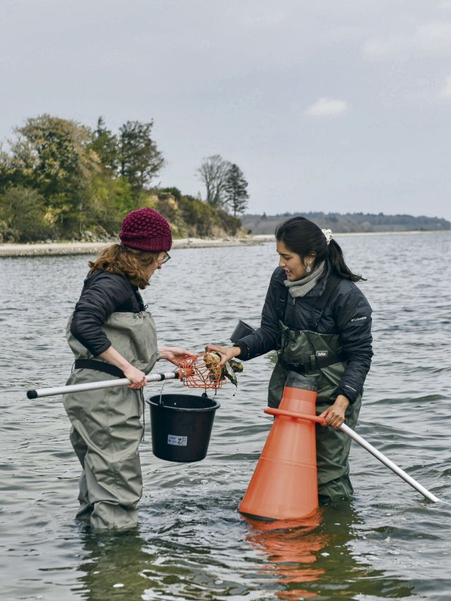 In Dänemark kann jeder Austern sammeln – und tut der Natur dabei Gutes.
