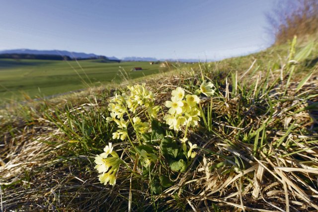 Eine Hohe Schlüsselblume (Primula elatior), aufgenommen in Oberbayern