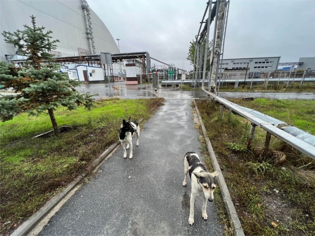Eine Gruppe verwilderter Hunde an der neuen Schutzhülle des 1986 explodierten Reaktorblocks 4 des AKW Tschernobyl