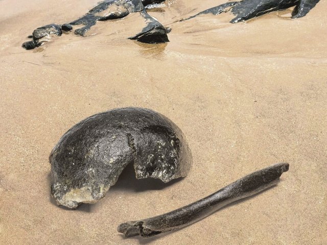 Menschliche Fossilien aus Doggerland, einem heute unter der Nordsee liegenden Gebiet