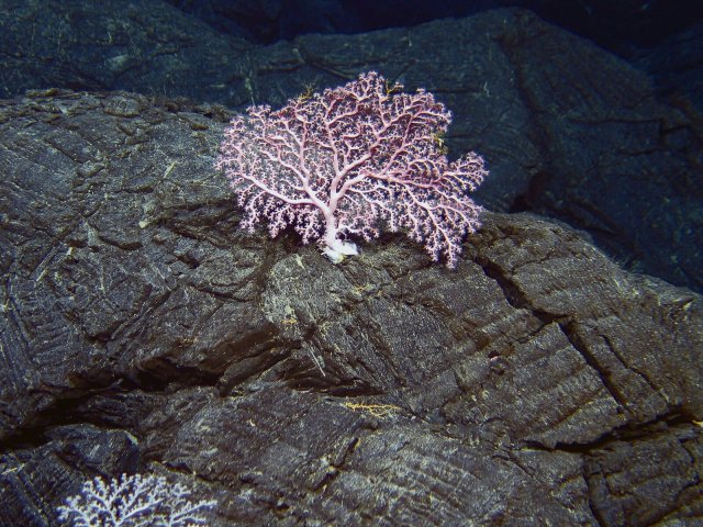 Kaltwasserkorallen leben in der Tiefsee. Wie sie auf Veränderungen der Umweltbedingungen reagieren, ist kaum erforscht.