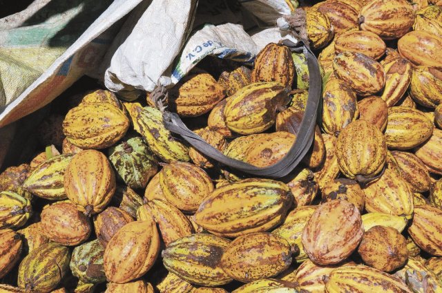 Mittelamerika: Kakaoanbau in Mexiko: Alles wird zur Ware
