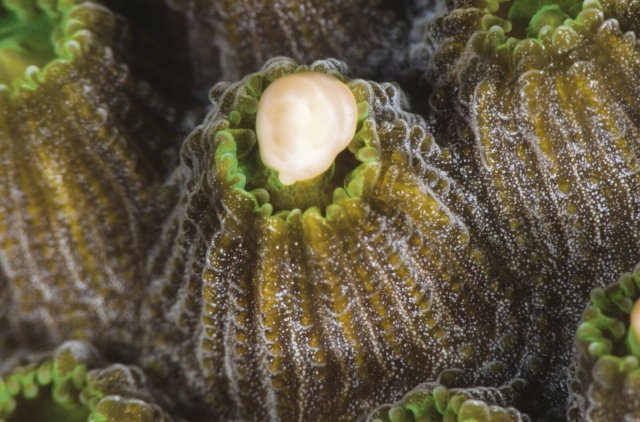 Mit dem Laich von Korallen betreiben australische Forscher ein bisher erfolgreiches Nachzuchtprogramm für Steinkorallen.