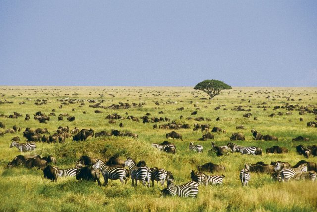 Gut erhaltene Savannen wie die Serengeti können so viel Kohlenstoff speichern wie tropische Regenwälder und sind zudem ein wichtiger Lebensraum großer Tierarten.