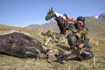 Hirte Talantbek Bayaliev bei einem Pferd, das von einem Schneeleoparden getötet wurde.