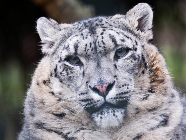 Schneeleoparden sind in freier Wildbahn kaum noch anzutreffen. Nur noch 6600 der scheuen Raubkatzen gibt es weltweit, viele auch in Zoos.