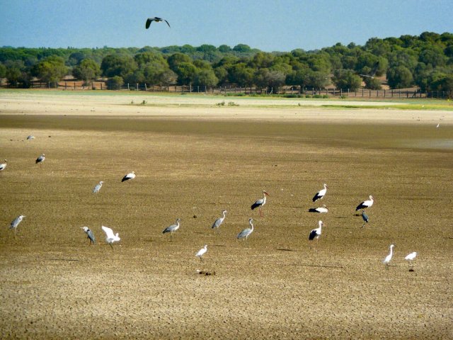 Die in Coto de Doñana rastenden Zugvögel finden seit 2022 nur ausgedörrtes Land vor.