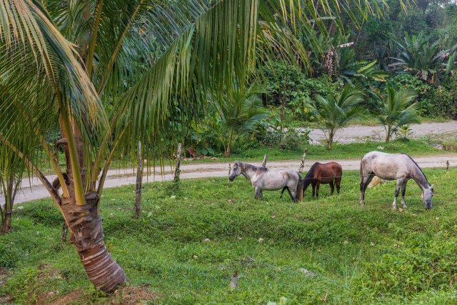 Vor drei Jahrzehnten wurde auf der abgeschiedenen Finca am Fuße des Cerro Mochila die intensive Viehzucht und Landwirtschaft aufgegeben. Pferde werden für Reittouren und Ausritte in den Urwald gehalten.