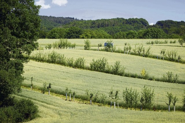 Durch die Kombination aus Ackerbau und Baumstreifen oder Hecken wie hier im hessischen Villmar könnte Dürre und Erosion entgegengewirkt werden.