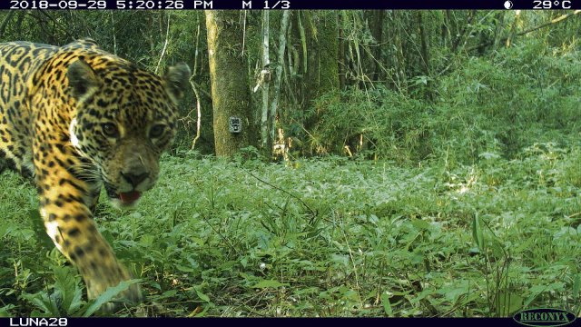 Mithilfe von Fotofallen konnten die Jaguare im Atlantischen Regenwald gezählt werden.