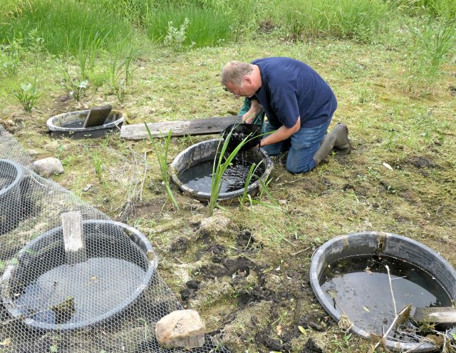 Auf der Suche nach den Knoblauchkröten-Kaulquappen: Naturschützer Albert Poustka bei der Arbeit
