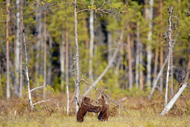 Zwei Braunbärenjunge in Kuusamo