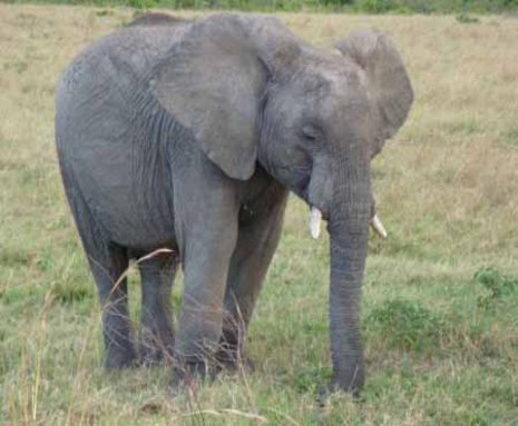 Ein Elefantenjunges entdeckt die Welt im Masai-Mara-Wildreservat.