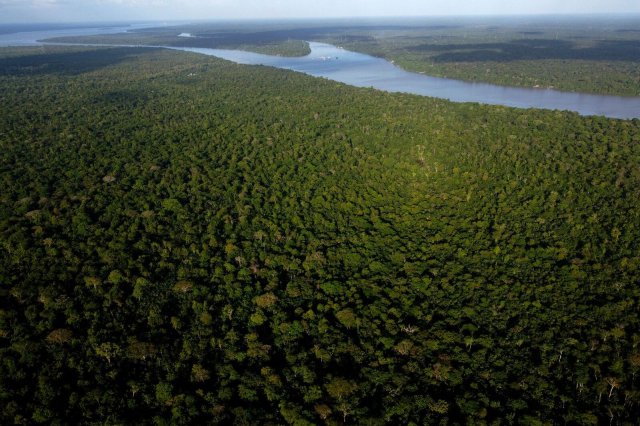 Der Wald auf der Insel Combu am Ufer des Flusses Guama in der Nähe der Stadt Belem. In Belem findet der «Amazonasgipfel» statt - das 4. Treffen der Präsidenten der Vertragsstaaten des Amazonas-Kooperationsabkommens, an dem Brasilien, Bolivien, Kolumbien, Guyana, Ecuador, Peru, Surinam und Venezuela teilnehmen.