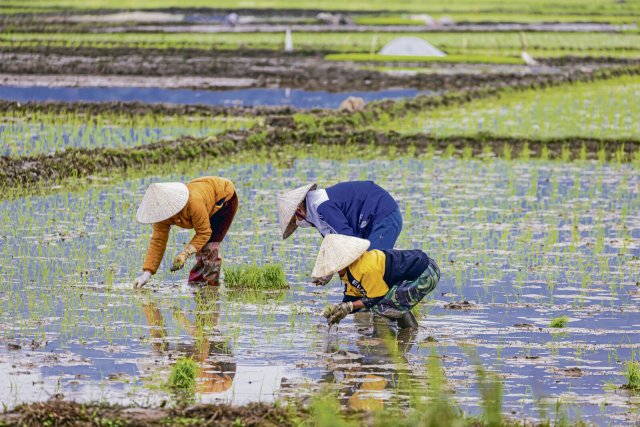 Bauern auf dem Reisfeld in Vietnam. Das Land ist zweitwichtigster Importeur weltweit.