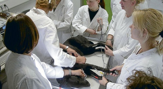 In der Tiermedizin an der FU Berlin ist Personal Mangelware. Dadurch steigt die Arbeitsbelastung – und die Unfallgefahr.