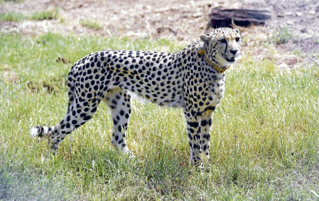 Im September 2022 wurden die ersten afrikanischen Geparden im indischen Kuno-Nationalpark ausgewildert.