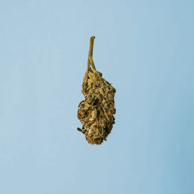 Ein Cannabis-Bud.