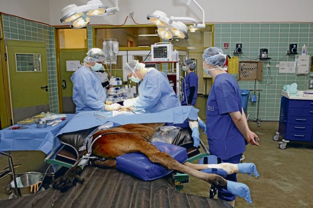 Patient mit vier Hufen: Tierärzte operieren ein Fohlen in der Pferdeklinik der FU Berlin in Düppel.
