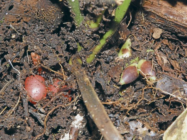 Die wissenschaftlich neu entdeckte Palmenart Pinanga subterranea gedeiht unterirdisch.