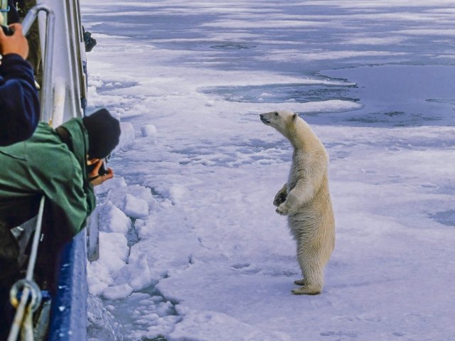 Auf Tuchfühlung mit Eisbären: Touristen auf Spitzbergen
