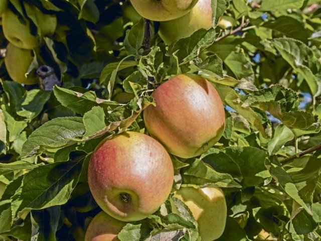 Resistent gegen Schädlinge, hitzebeständig, lagerfähig und schmackhaft sollen neue Apfelzüchtungen sein.