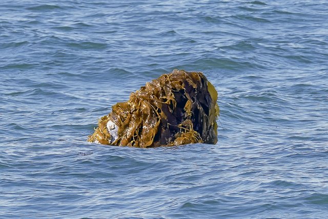 Ein Grauwal hat seinen Kopf in Seetang eingehüllt.