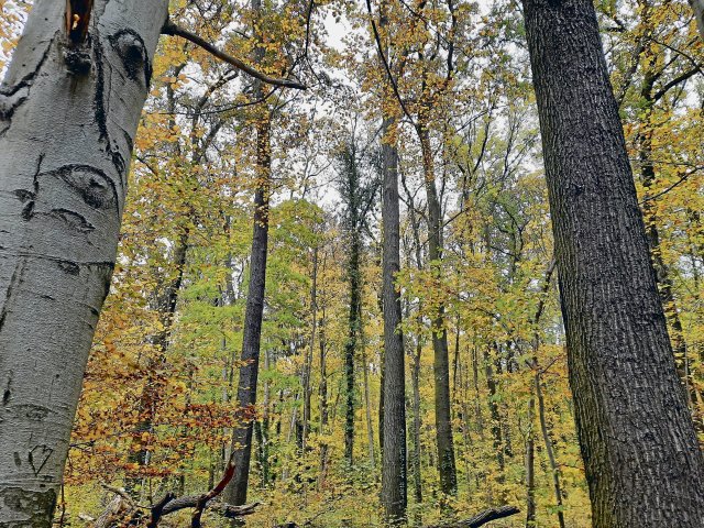 Vielfältige Mischwälder sind typisch für das Revier Krampnitz.