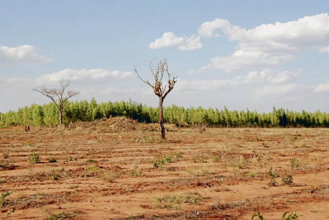 Die Dürre macht dem Eucalyptusbaum zu schaffen.