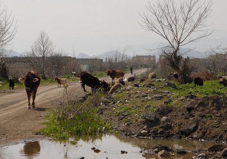 Ein Bauer treibt sein Vieh durch Agdams leere Straßen.