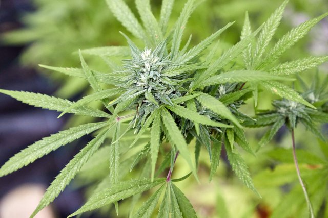 Eine Cannabispflanze, aufgenommen beim Erntefest des Cannabis Social Club Hamburg in einem Gewächshaus der Gärtnerei Jersbek.