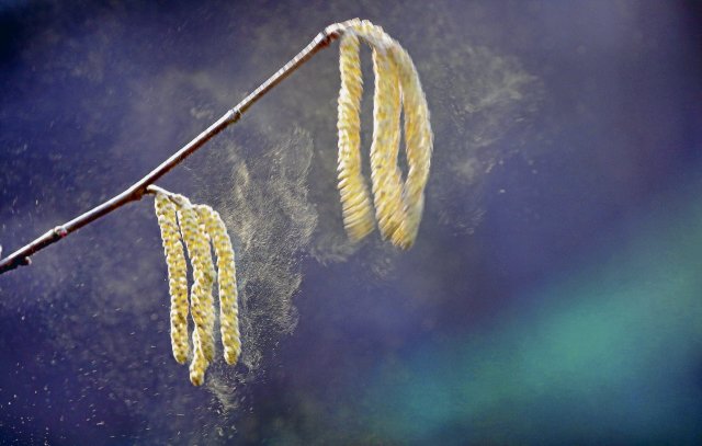 Pollen der Haselnuss schwirren bei Temperaturen um 12 Grad Celsi...