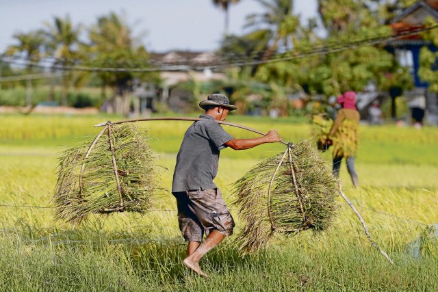 Kleinbauern in Kambodscha greifen in der Not oft auf Kredite zurück. Aber sie können auf ihren Feldern gar nicht so viel erwirtschaften, um die Darlehen abzubezahlen.