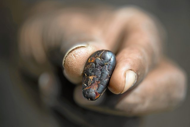 Teure Bohne: Auch ohne CSSV sind Kakaopflanzen wegen des Klimawandels unter Stress.