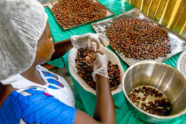 Kakaoproduktion in Togo. Aus der früheren deutsche Kolonie wurde seinerzeit die berühmte Hamburger Kakao-Compagnie beliefert.