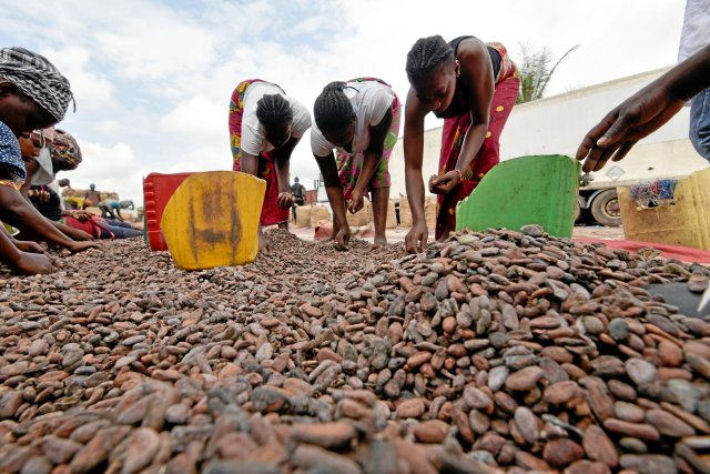 Mit dem Kakaoanbau können Familien im Schnitt nur etwa die Hälfte eines existenzsichernden Einkommens erwirtschaften.