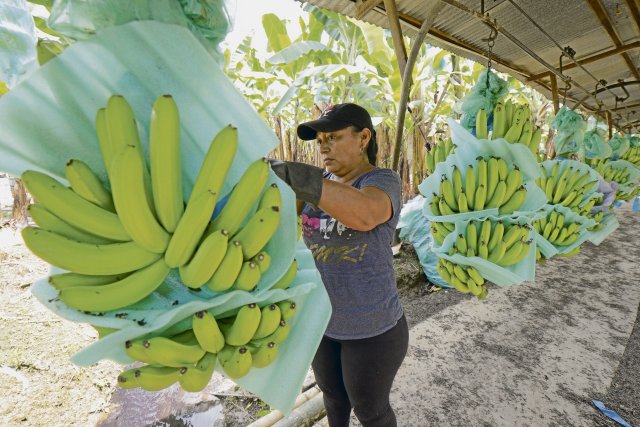 Auf einer Bananenplantage in Ecuador