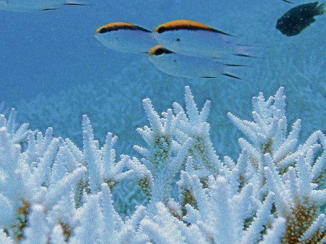 Weiß verblichene Korallen auf einem Felsen des Great Barrier Reef vor Australien