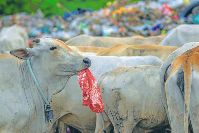 Zwar können Magenbakterien von Rindern einige Arten von Polyester abbauen, trotzdem kann der Plastikkonsum die Tiere das Leben kosten.
